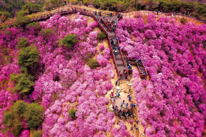 Ganghwado Azalea Festival Day Tour