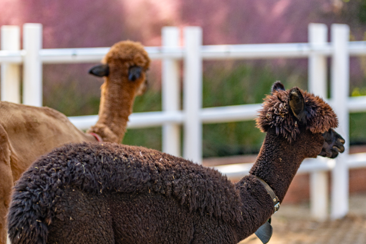 Daegu E-World Theme Park, 83 Tower & Spark Land One-Day Outdoor Experience Tour