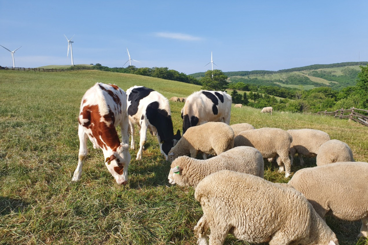 Gangneung Popular Food 2Day1Night Tour