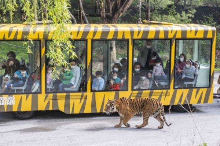 EVERLAND - Dream Tour Ticket