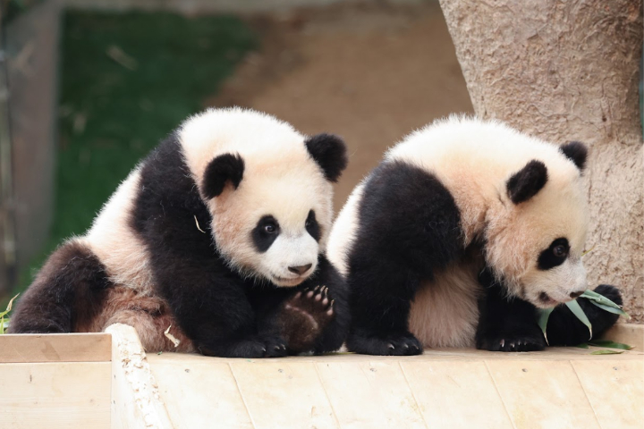 EVERLAND - Dream Tour Ticket