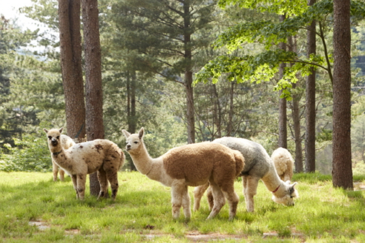 Summer Special | SONO Water Park, Alpaca World & Italian Village – 2D1N Tour