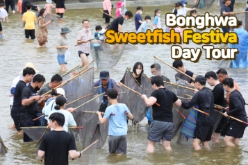 Bonghwa Sweetfish Festival Day Tour