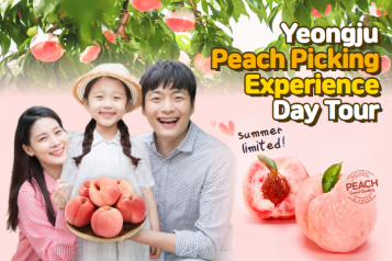 Seasonal Limited Peach Picking in Yeongju Day Tour
