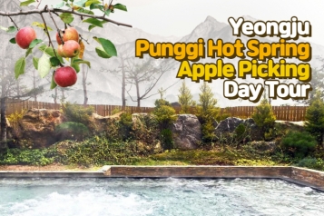 Yeongju Punggi Hot Spring Apple Picking Day Tour