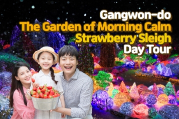 Parent-child Strawberry Sleigh The Garden of Morning Calm One Day Tour
