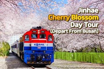 [Depart From Busan] Jinhae Romantic Cherry Blossom Day Tour