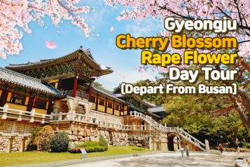 [Depart From Busan] Gyeongju Bulguksa Temple Cherry Blossom Rape Flower Day Tour